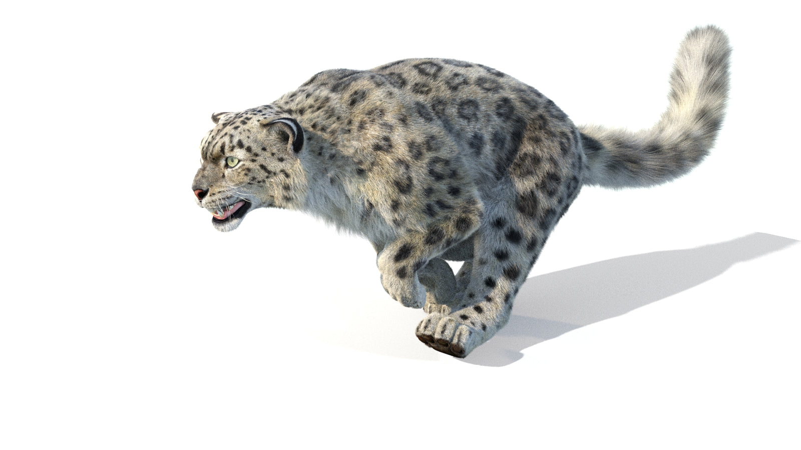 Animated Snow Leopard 3D Model Fur 360° view 5 frame 11