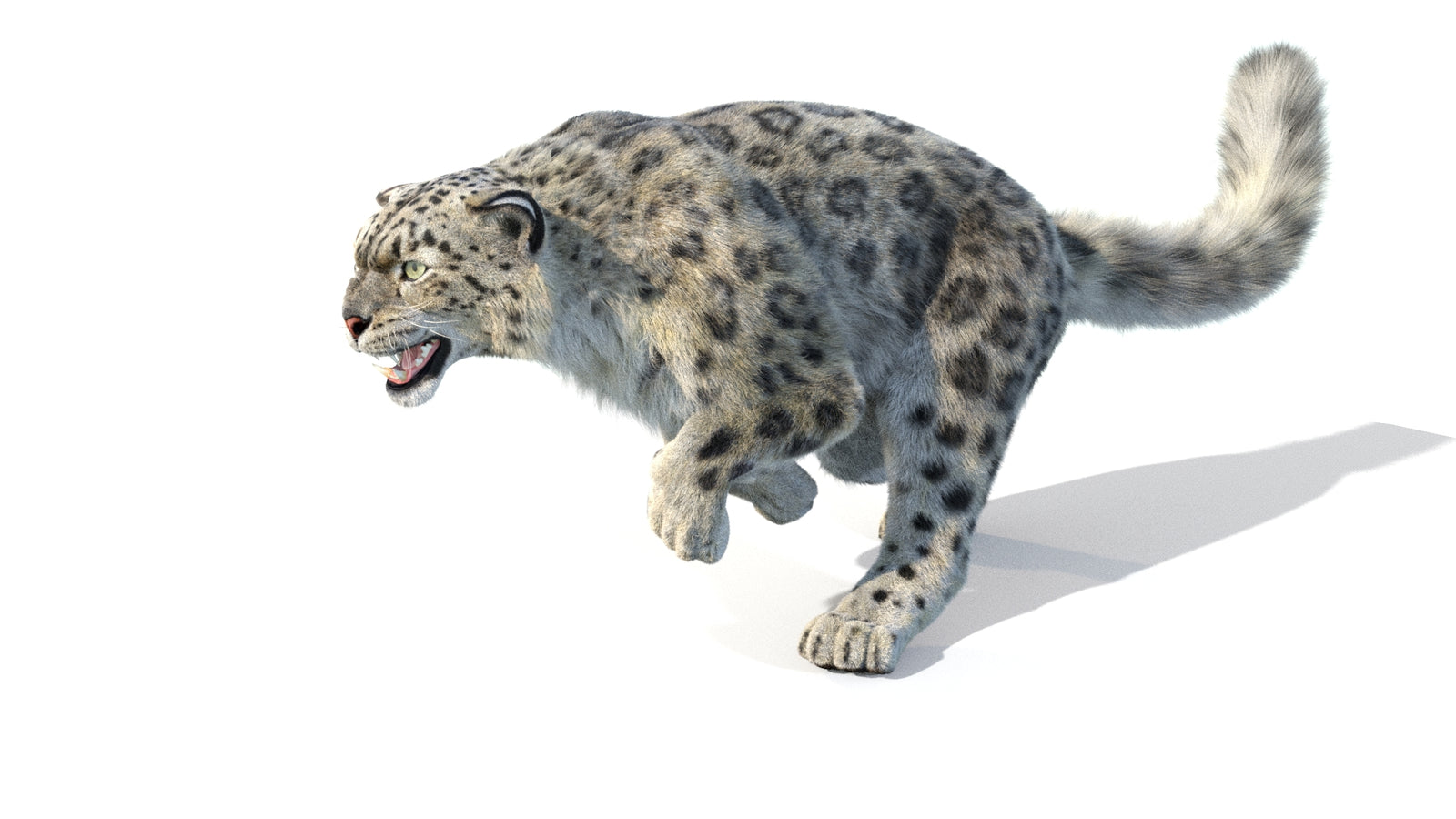 Animated Snow Leopard 3D Model Fur 360° view 5 frame 12