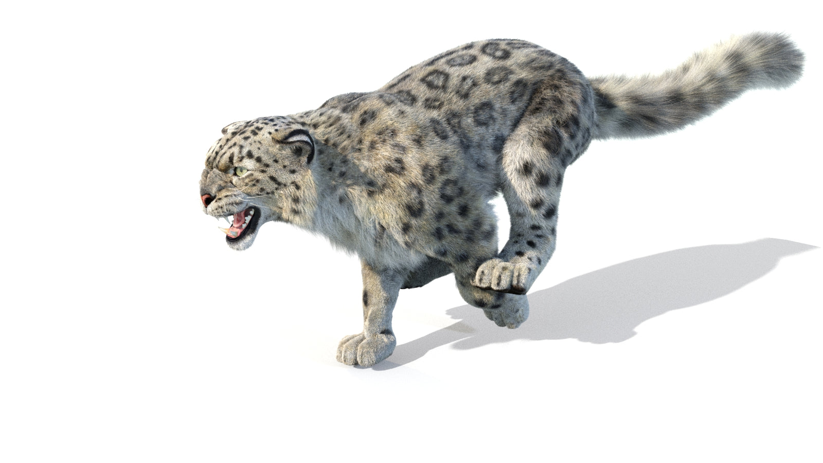 Animated Snow Leopard 3D Model Fur 360° view 5 frame 25