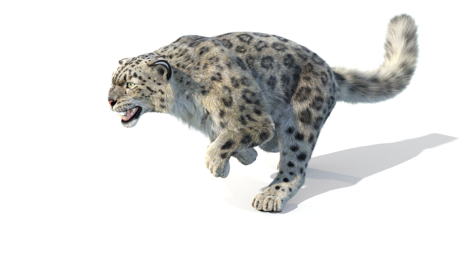 Animated Snow Leopard 3D Model Fur 360° view 5 frame 30