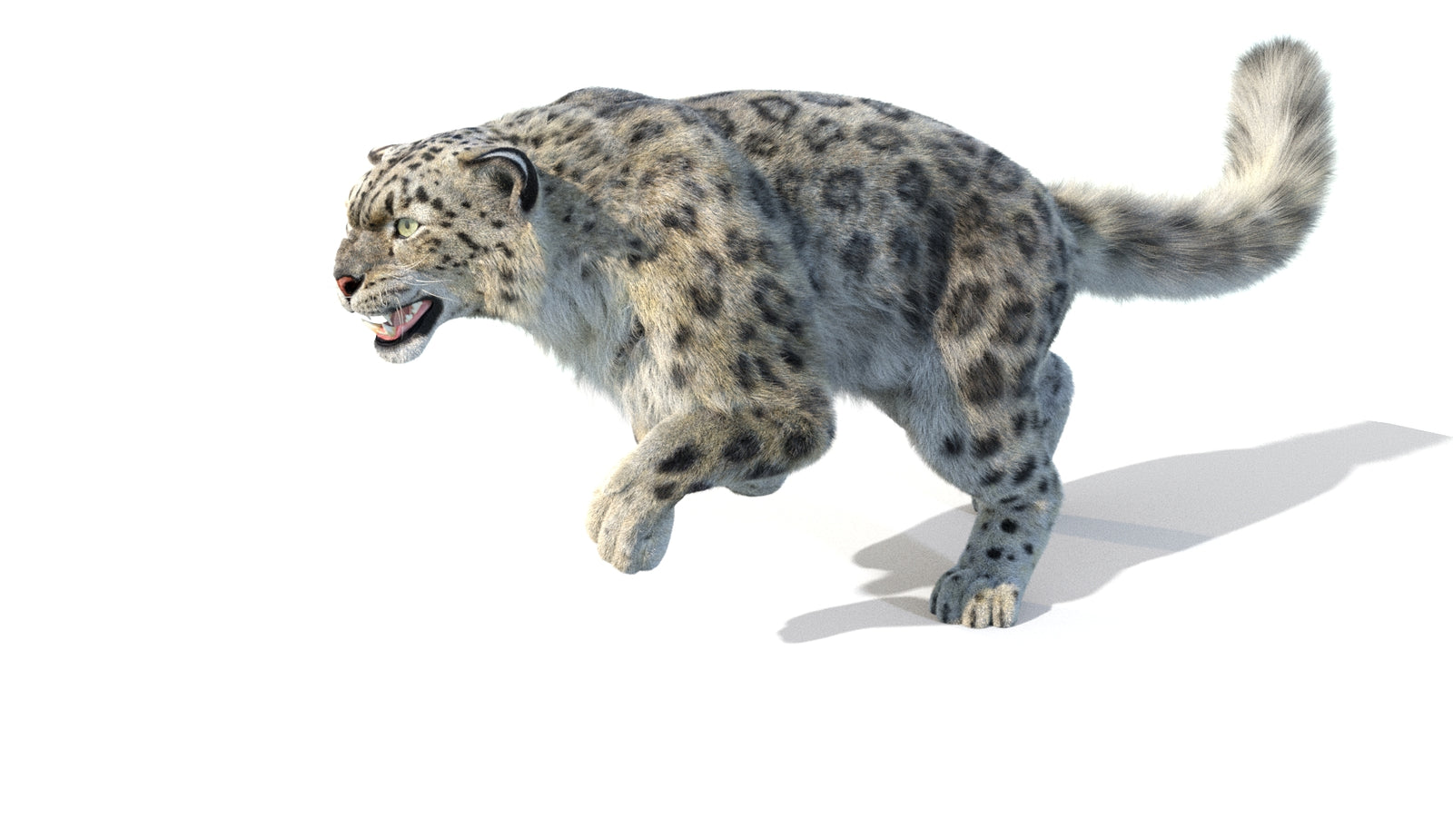 Animated Snow Leopard 3D Model Fur 360° view 5 frame 31