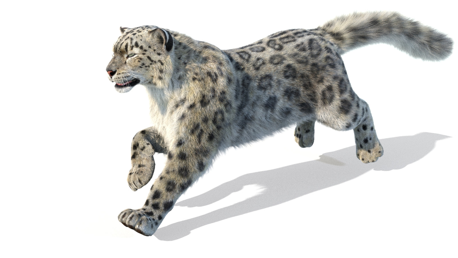 Animated Snow Leopard 3D Model Fur 360° view 5 frame 37