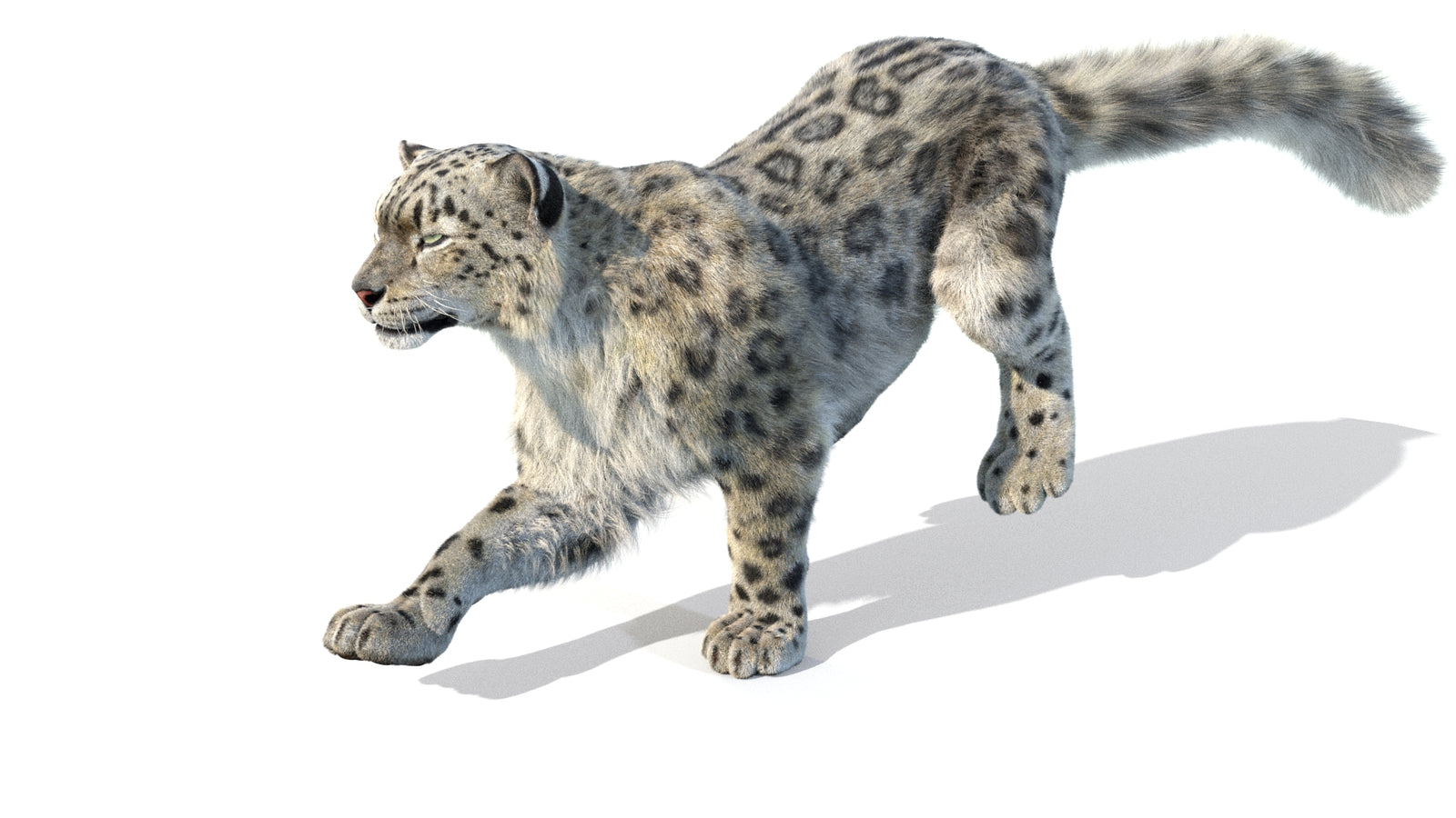 Animated Snow Leopard 3D Model Fur 360° view 5 frame 40