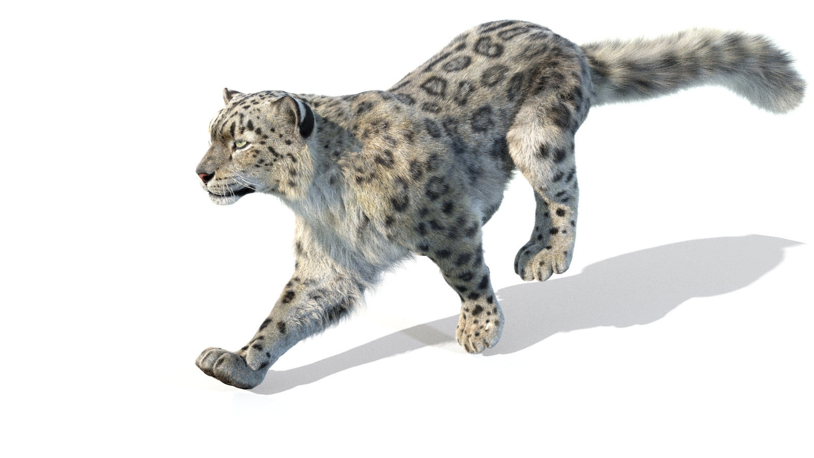 Animated Snow Leopard 3D Model Fur 360° view 5 frame 41