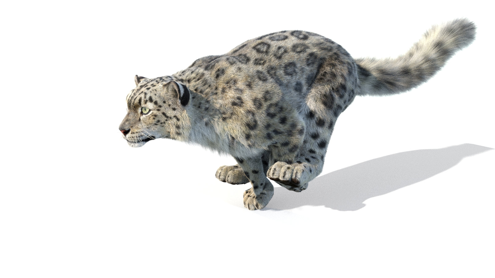 Animated Snow Leopard 3D Model Fur 360° view 5 frame 44