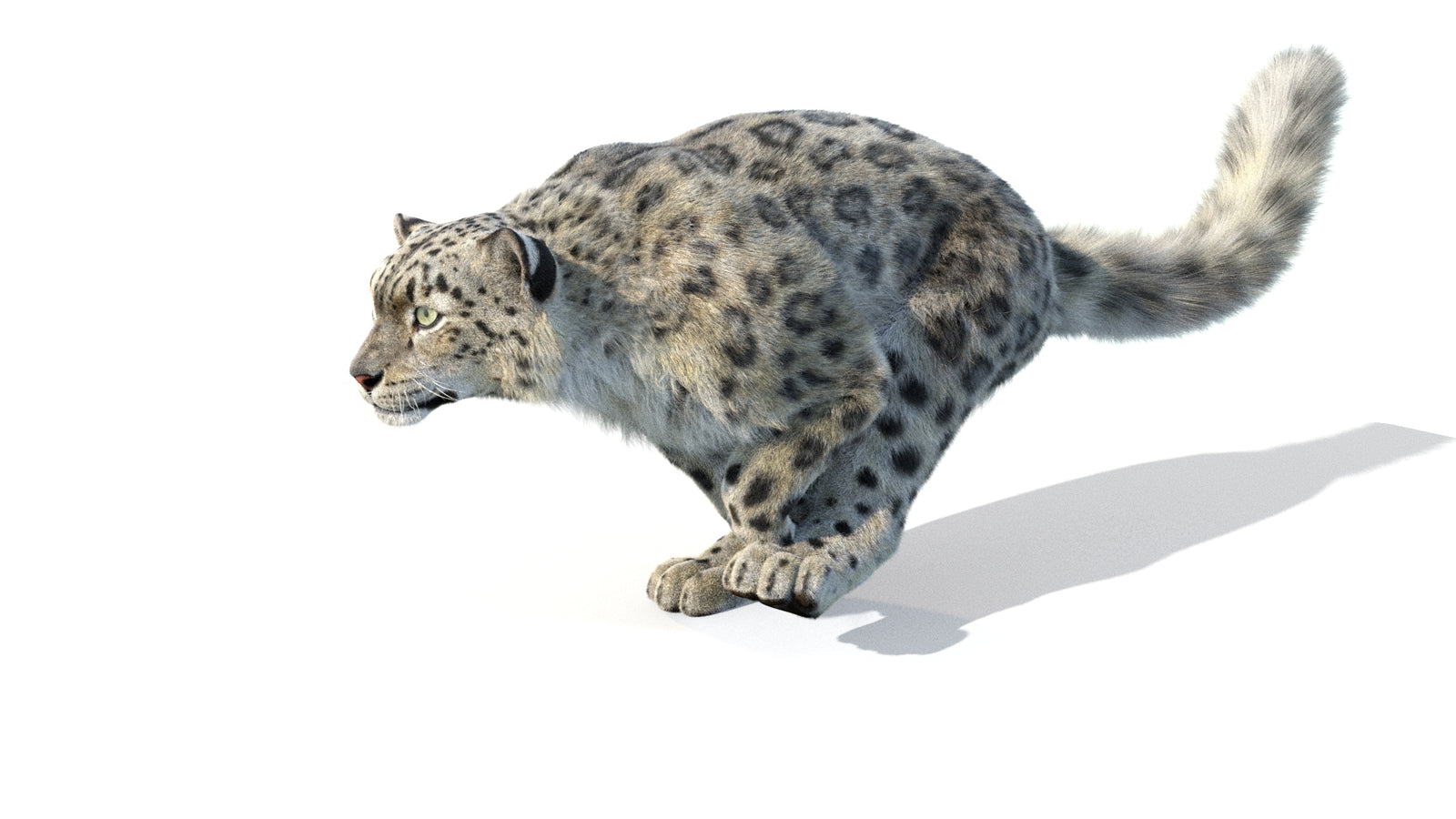 Animated Snow Leopard 3D Model Fur 360° view 5 frame 46