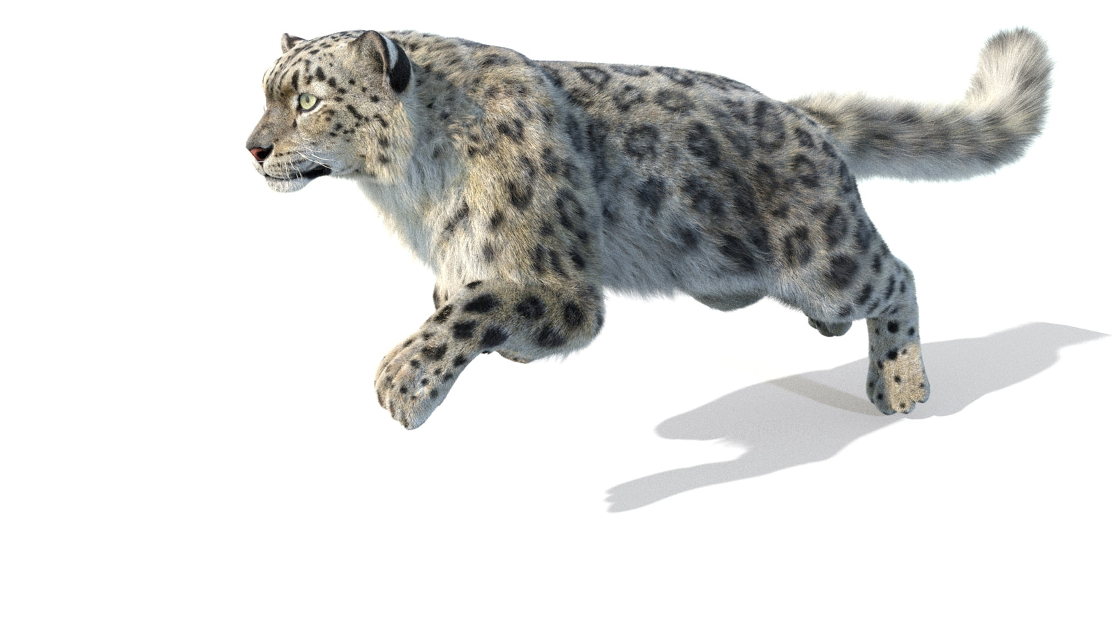 Animated Snow Leopard 3D Model Fur 360° view 5 frame 51