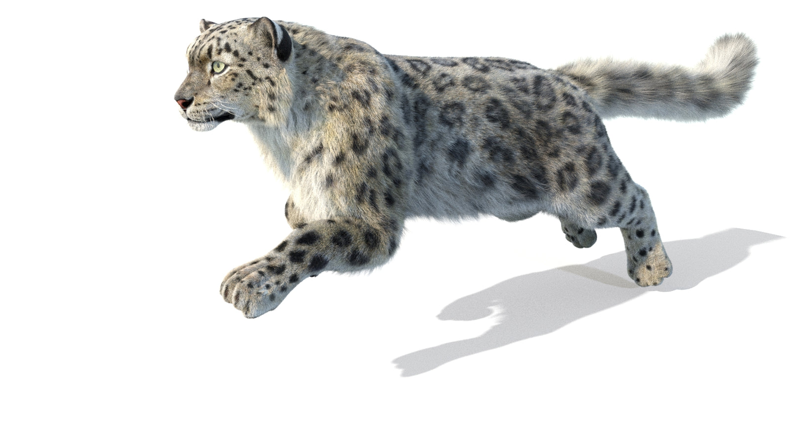 Animated Snow Leopard 3D Model Fur 360° view 5 frame 52
