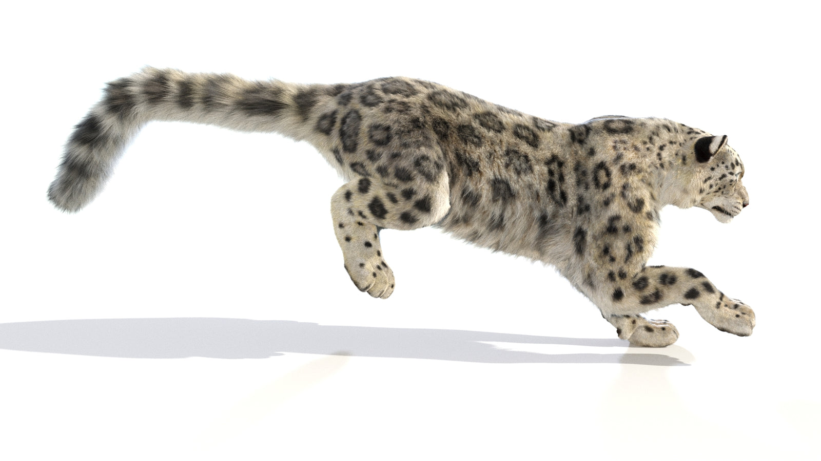 Animated Snow Leopard 3D Model Fur 360° view 6 frame 3