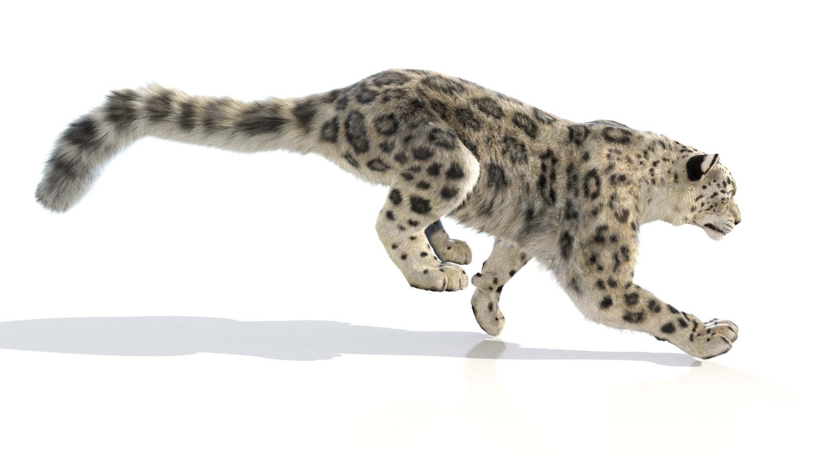 Animated Snow Leopard 3D Model Fur 360° view 6 frame 5