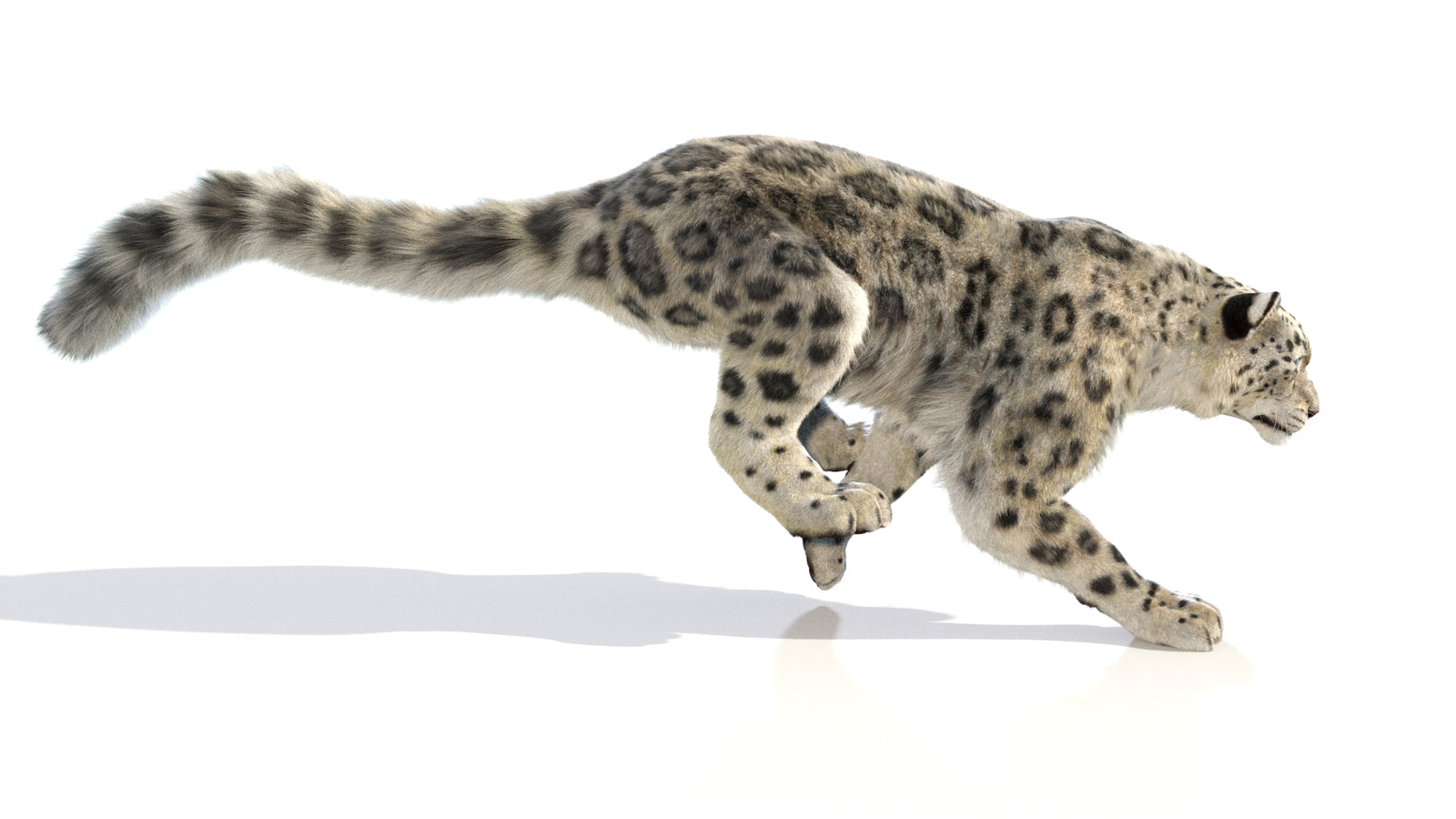 Animated Snow Leopard 3D Model Fur 360° view 6 frame 6