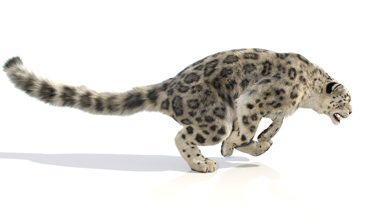 Animated Snow Leopard 3D Model Fur 360° view 6 frame 11