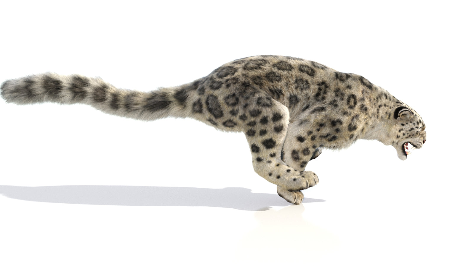 Animated Snow Leopard 3D Model Fur 360° view 6 frame 26