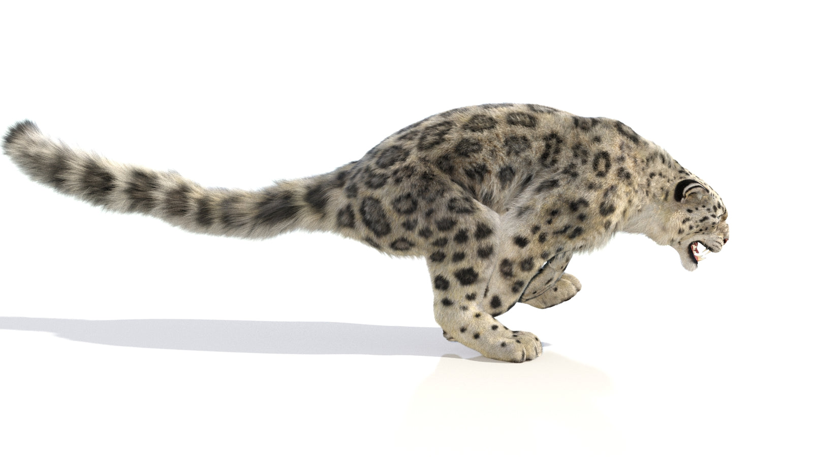 Animated Snow Leopard 3D Model Fur 360° view 6 frame 28