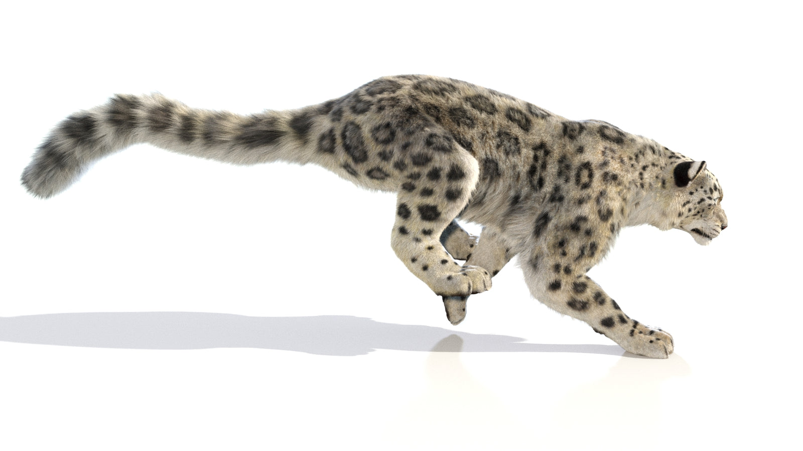 Animated Snow Leopard 3D Model Fur 360° view 6 frame 42
