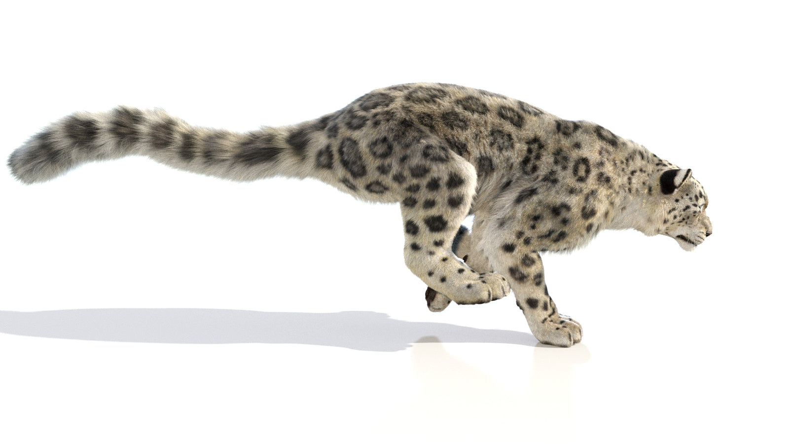 Animated Snow Leopard 3D Model Fur 360° view 6 frame 43