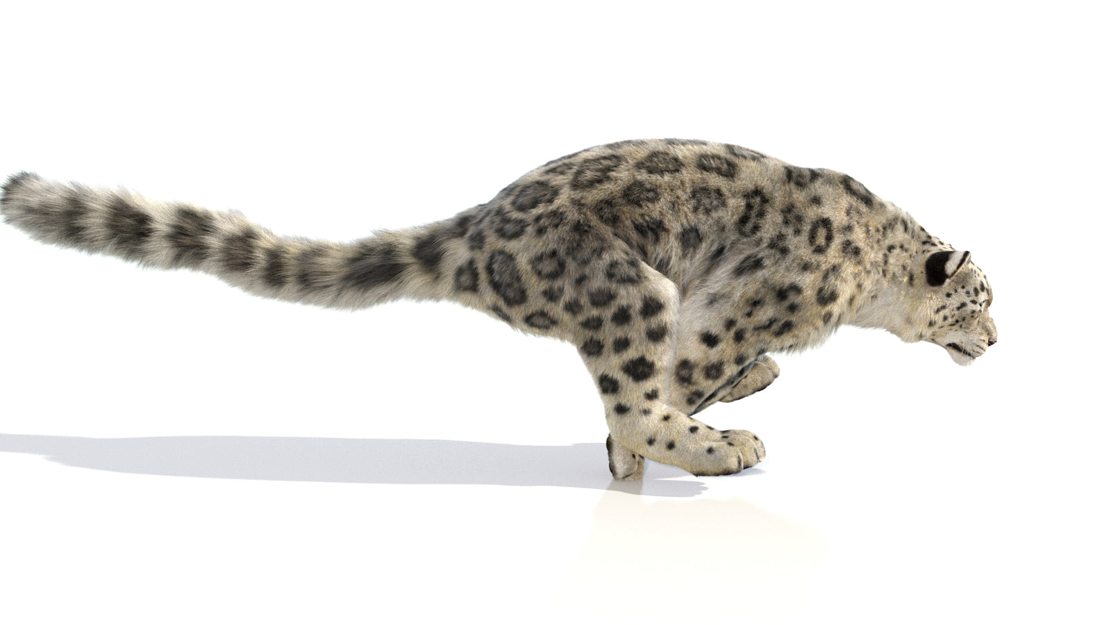 Animated Snow Leopard 3D Model Fur 360° view 6 frame 45