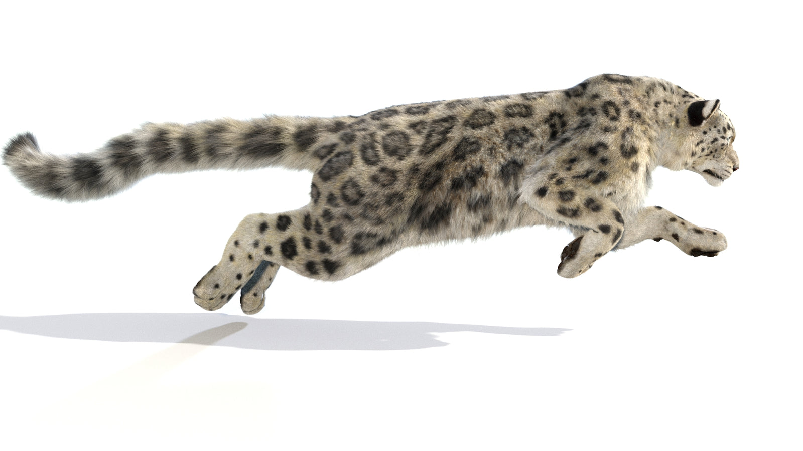 Animated Snow Leopard 3D Model Fur 360° view 6 frame 52