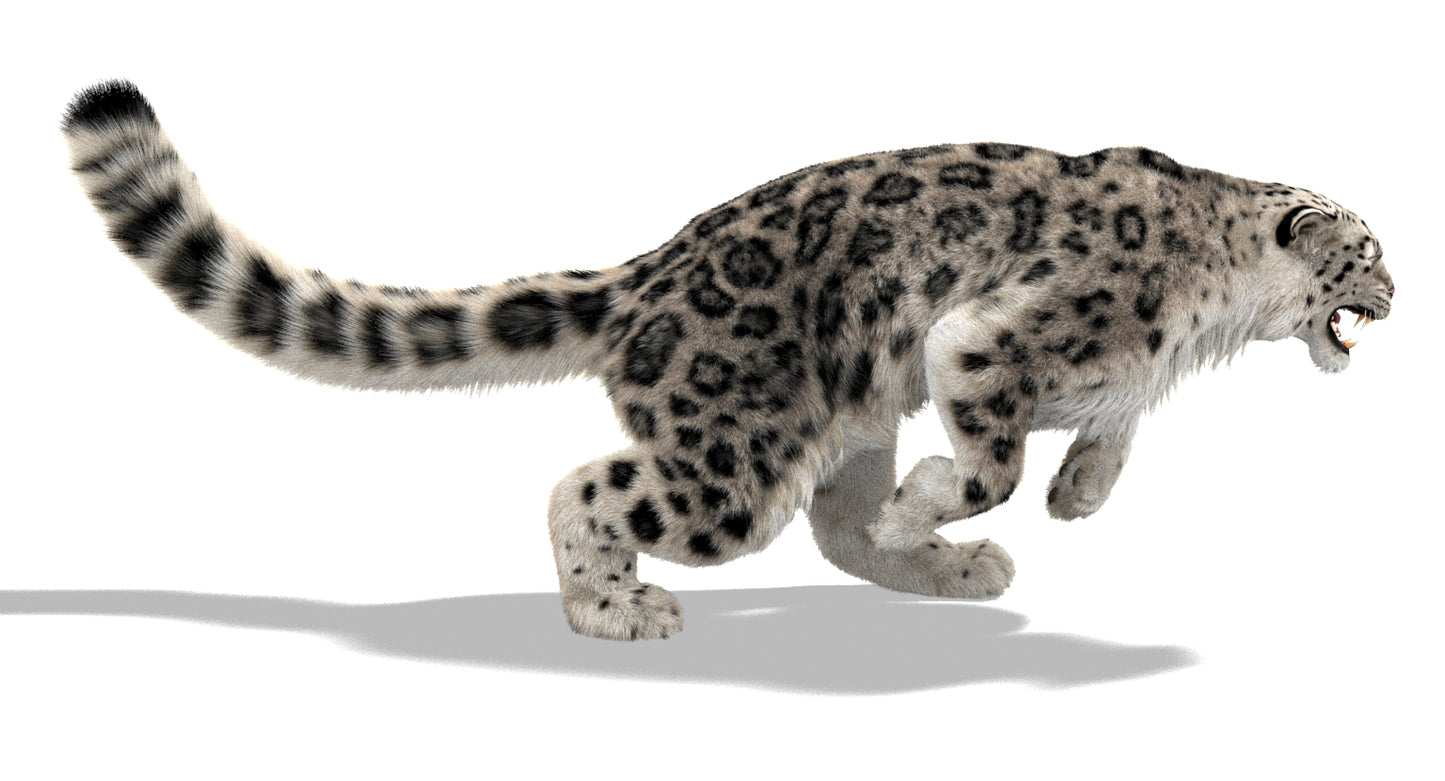 Snow Leopard 3d Model Animated Fur Ornatrix