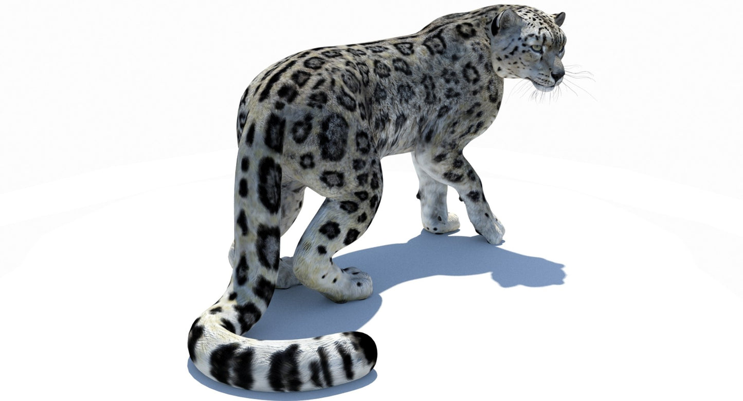 Snow Leopard 3D Model Rigged