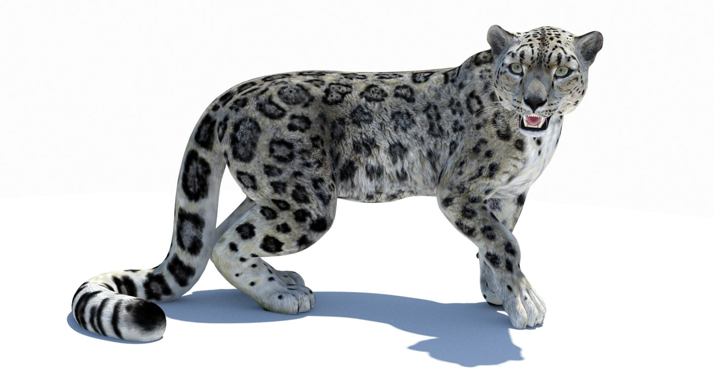 Snow Leopard 3D Model Rigged