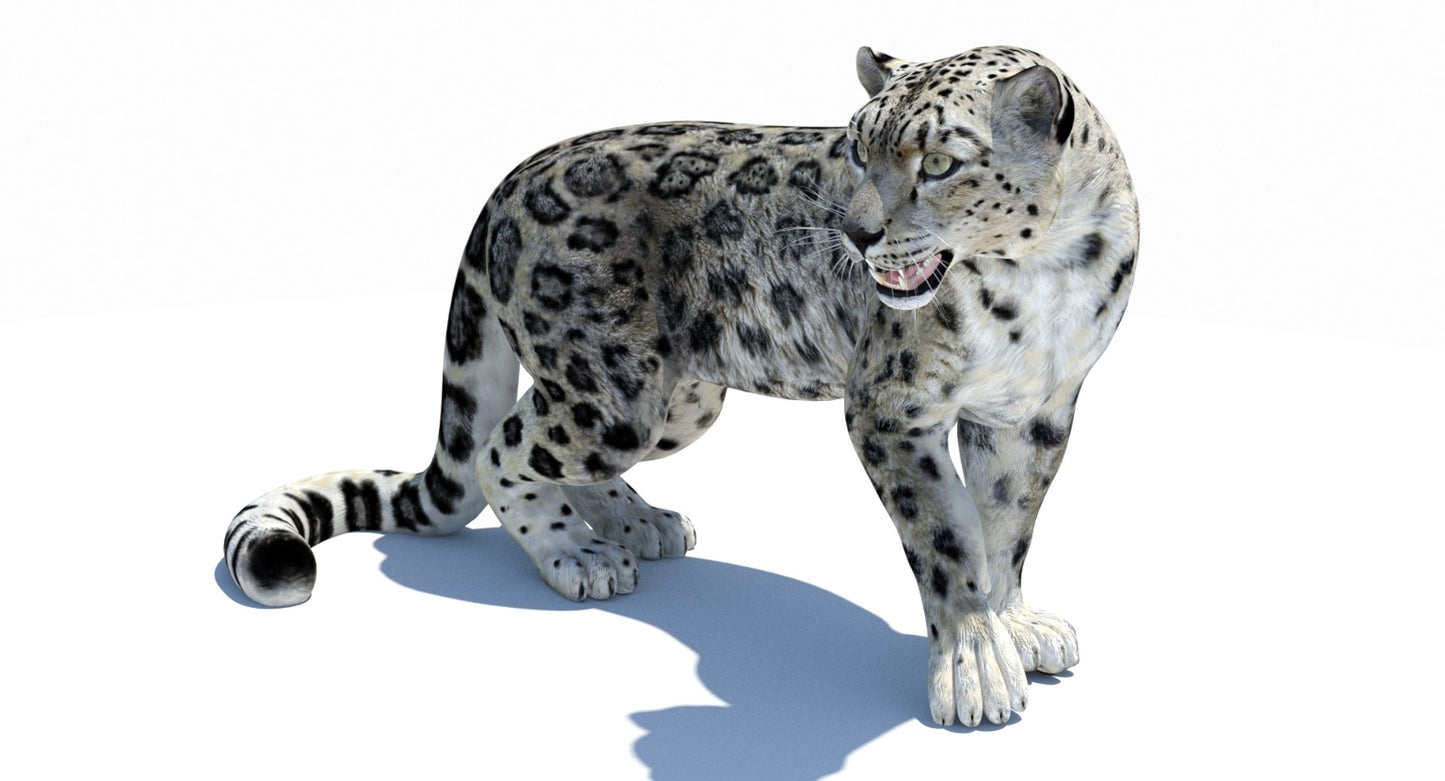 Snow Leopard 3D Model Rigged