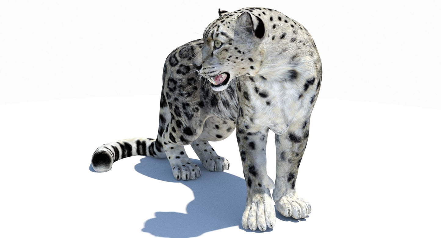 Snow Leopard 3D Model Rigged