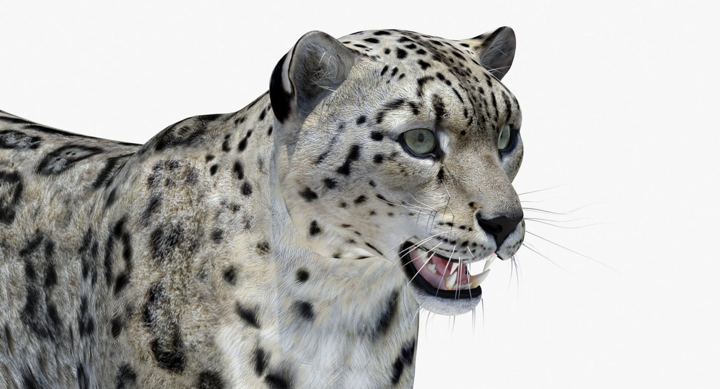 Realistic Snow Leopard 3D Model