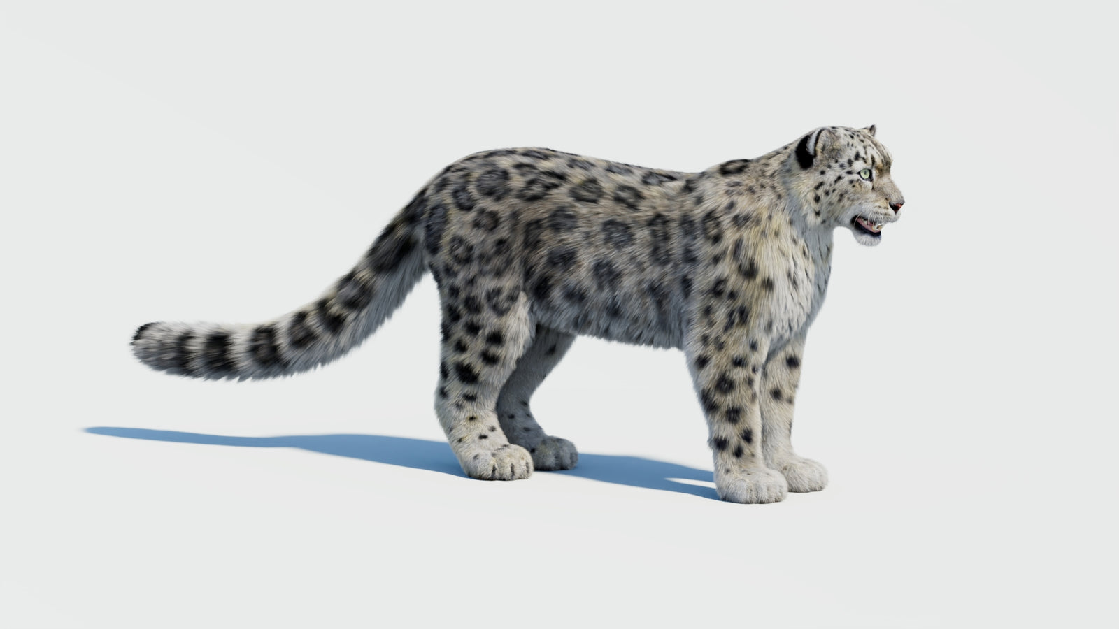 Snow Leopard 3D Model with Fur 360° view 2 frame 3