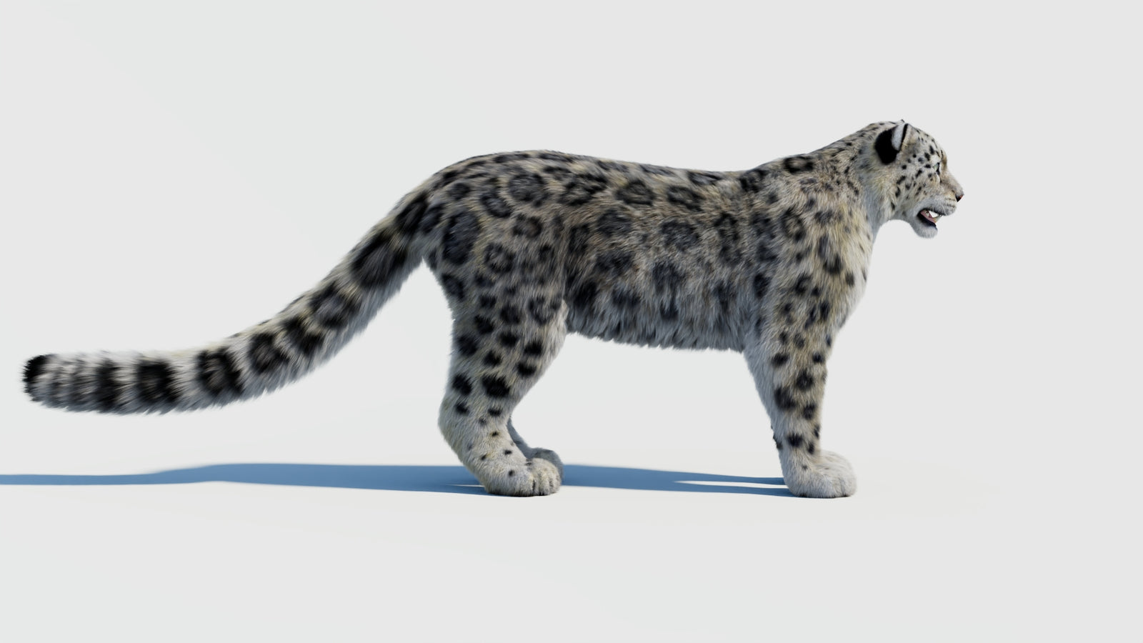Snow Leopard 3D Model with Fur 360° view 2 frame 6