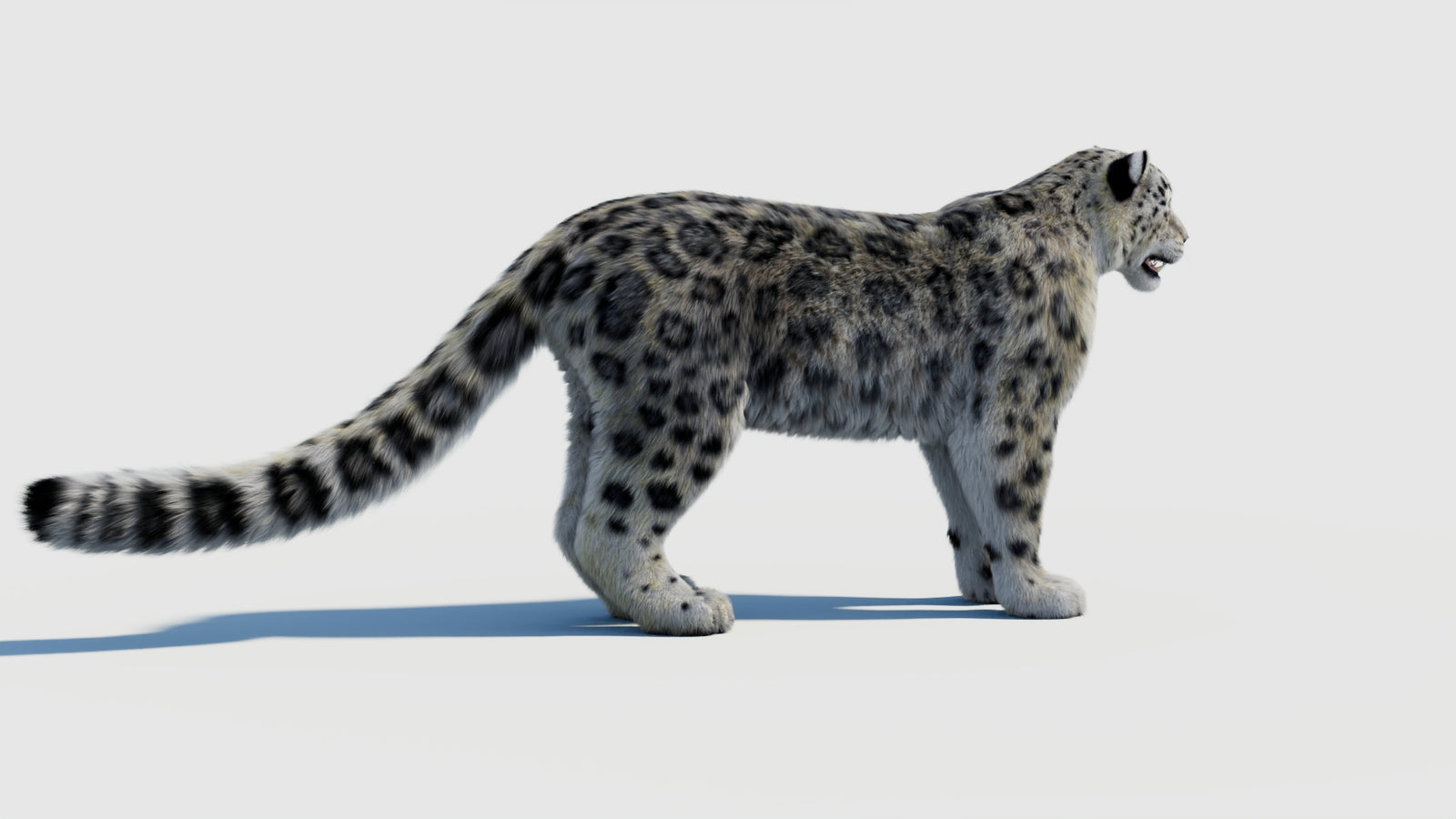 Snow Leopard 3D Model with Fur 360° view 2 frame 8