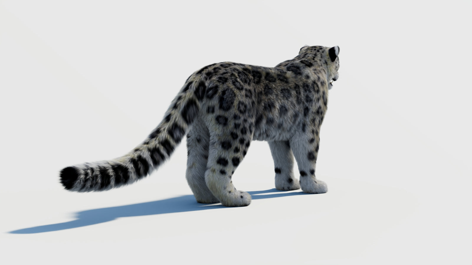 Snow Leopard 3D Model with Fur 360° view 2 frame 11