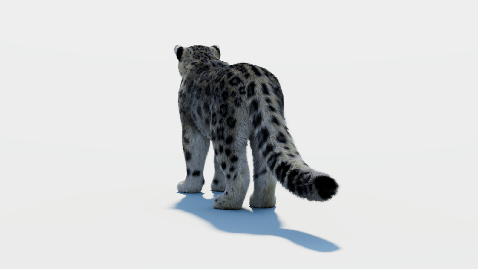 Snow Leopard 3D Model with Fur 360° view 2 frame 17