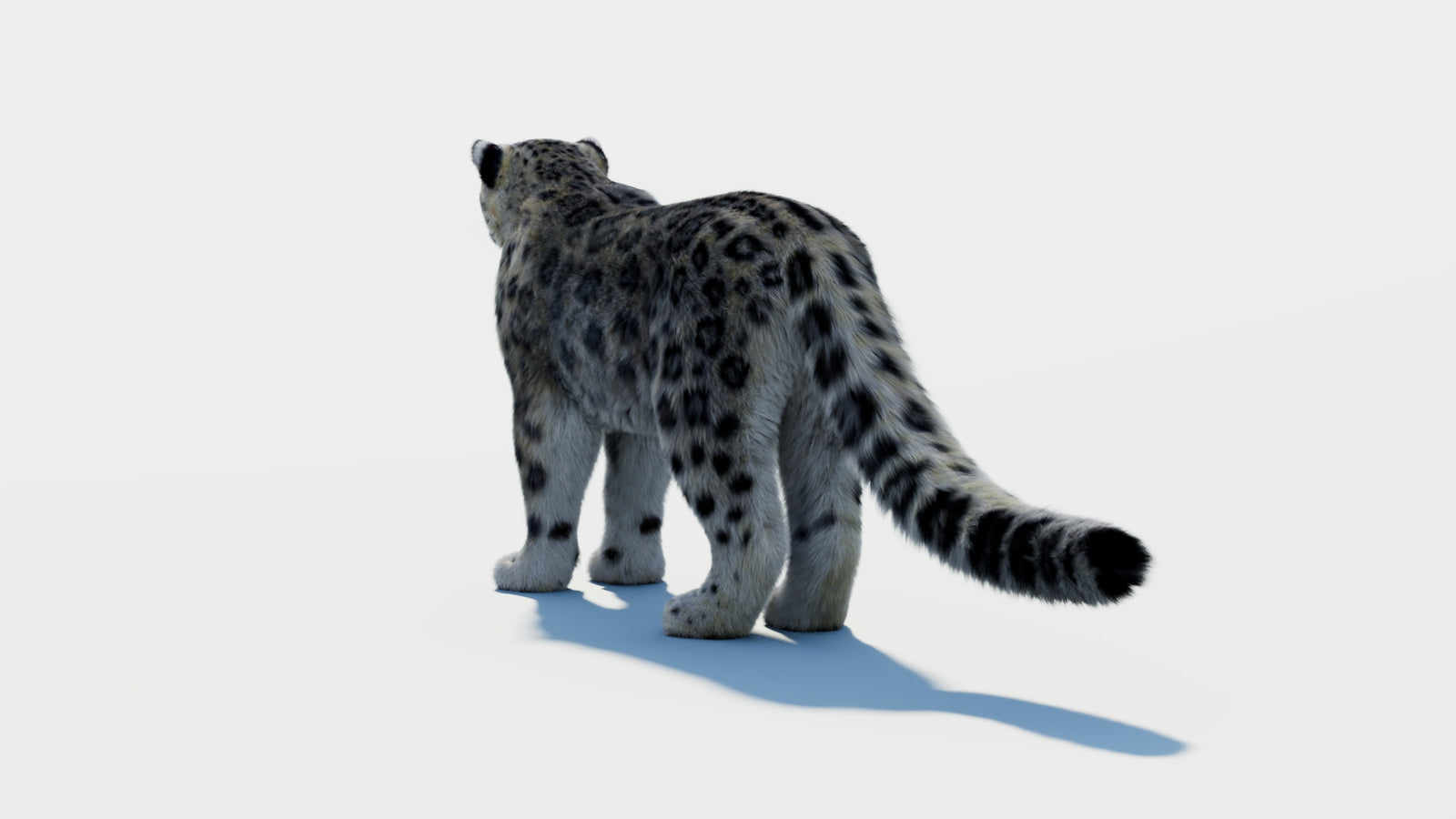 Snow Leopard 3D Model with Fur 360° view 2 frame 18
