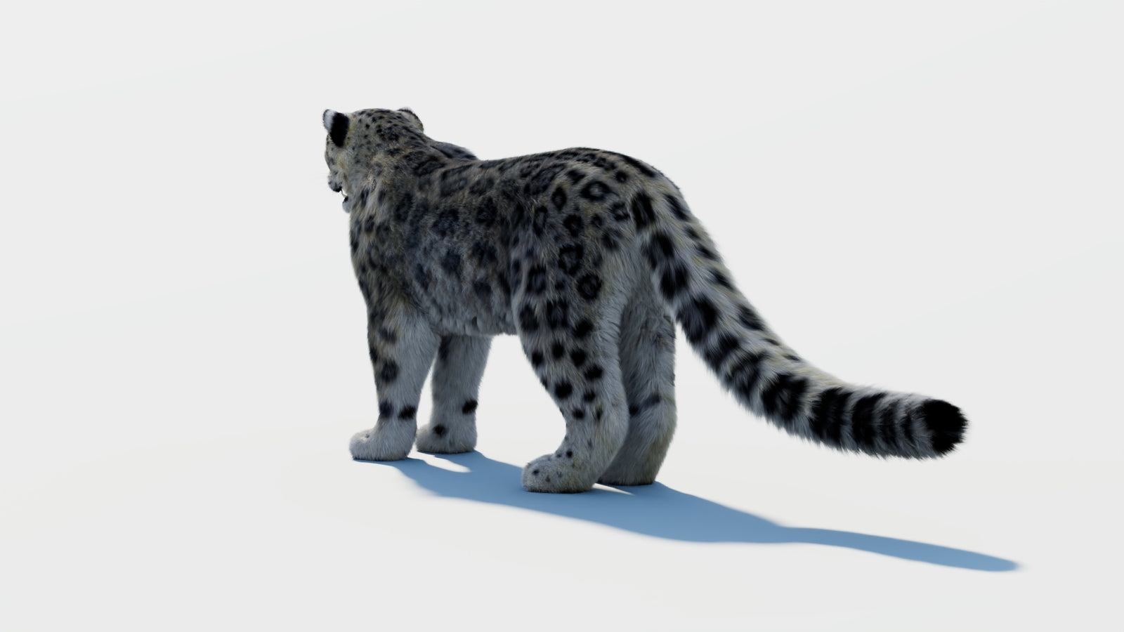 Snow Leopard 3D Model with Fur 360° view 2 frame 19