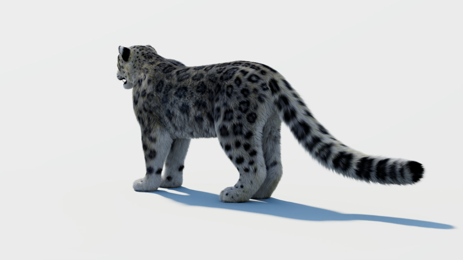 Snow Leopard 3D Model with Fur 360° view 2 frame 20