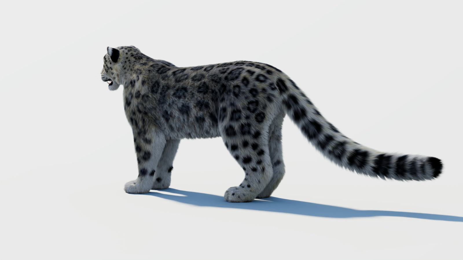 Snow Leopard 3D Model with Fur 360° view 2 frame 21