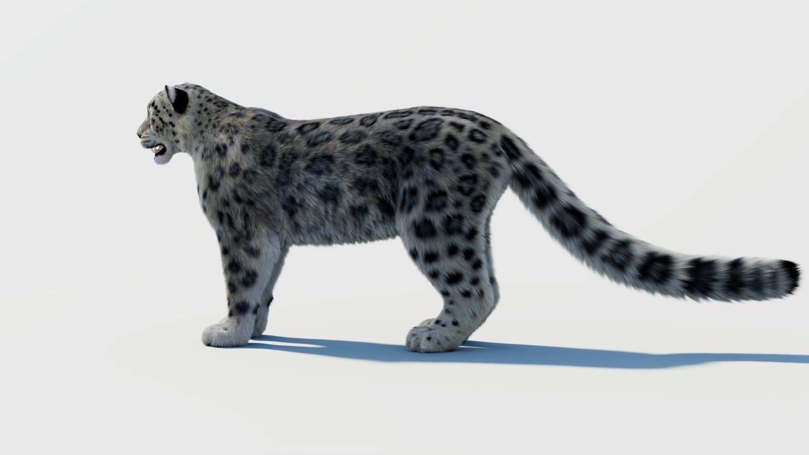 Snow Leopard 3D Model with Fur 360° view 2 frame 23