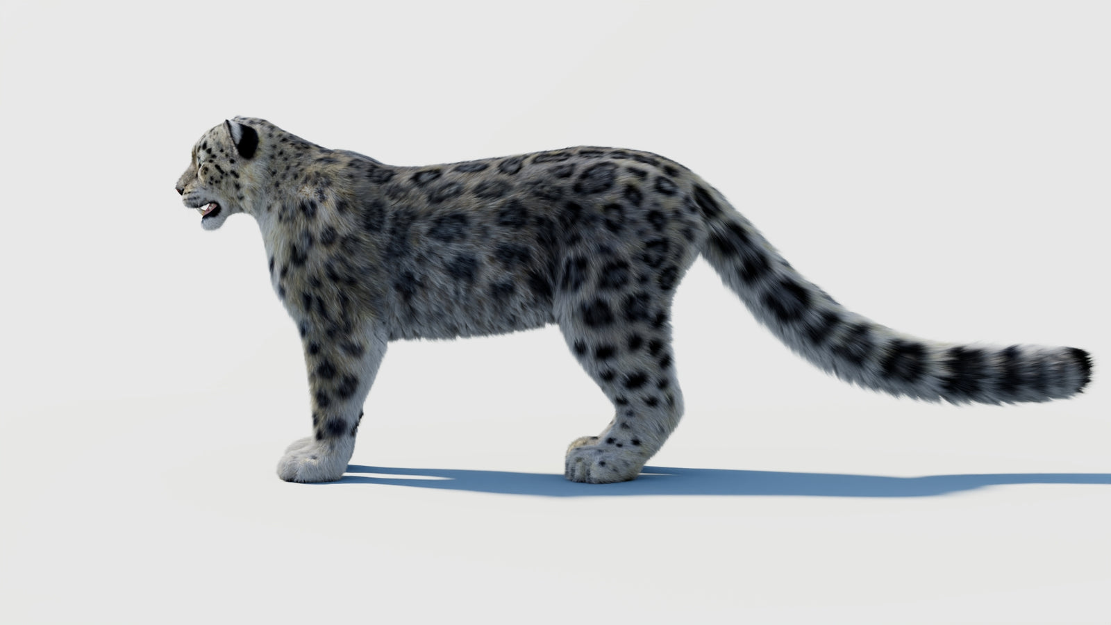 Snow Leopard 3D Model with Fur 360° view 2 frame 24