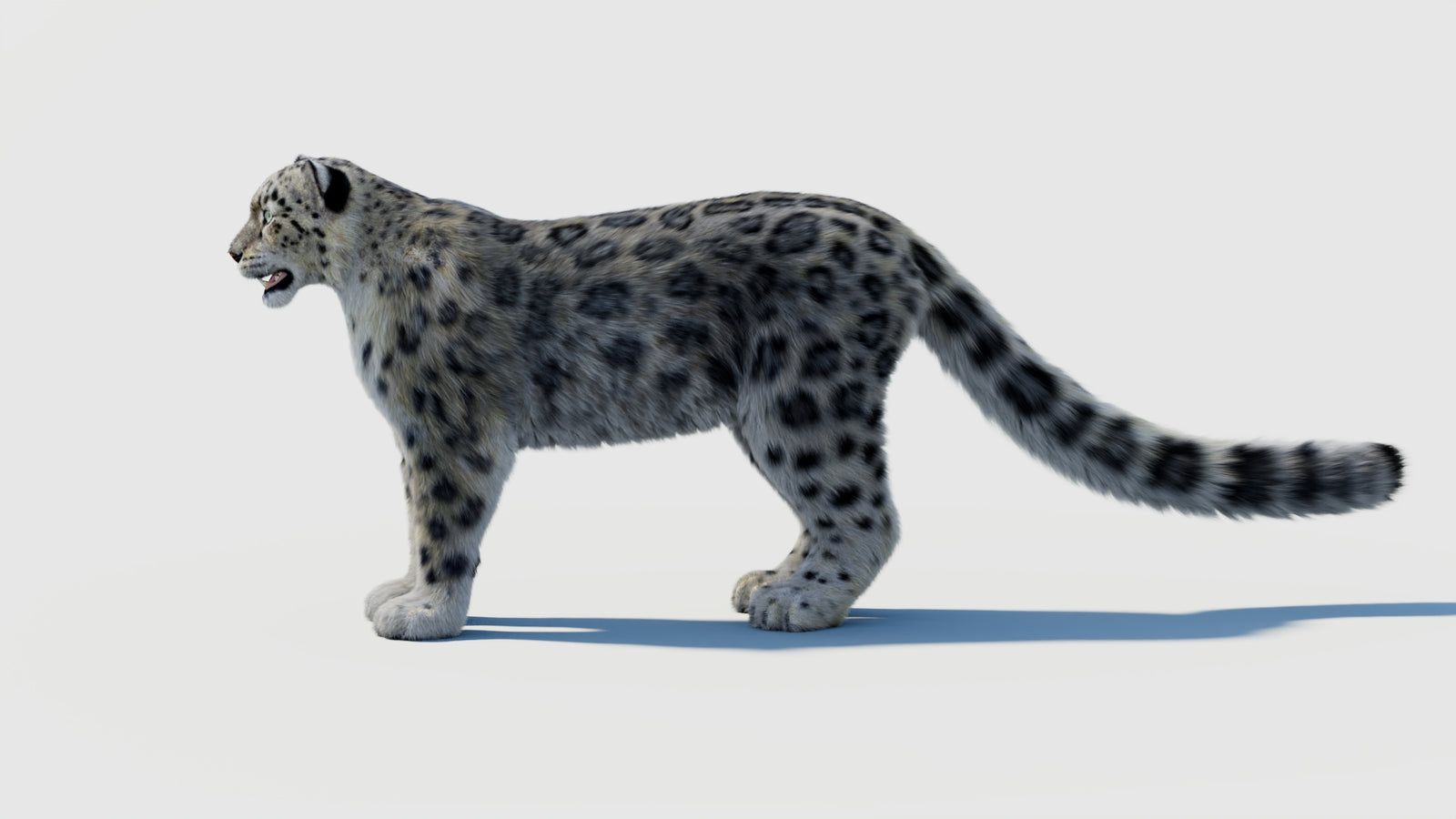 Snow Leopard 3D Model with Fur 360° view 2 frame 25