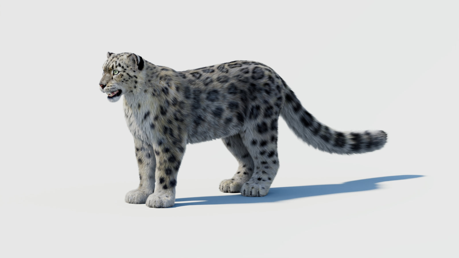 Snow Leopard 3D Model with Fur 360° view 2 frame 28