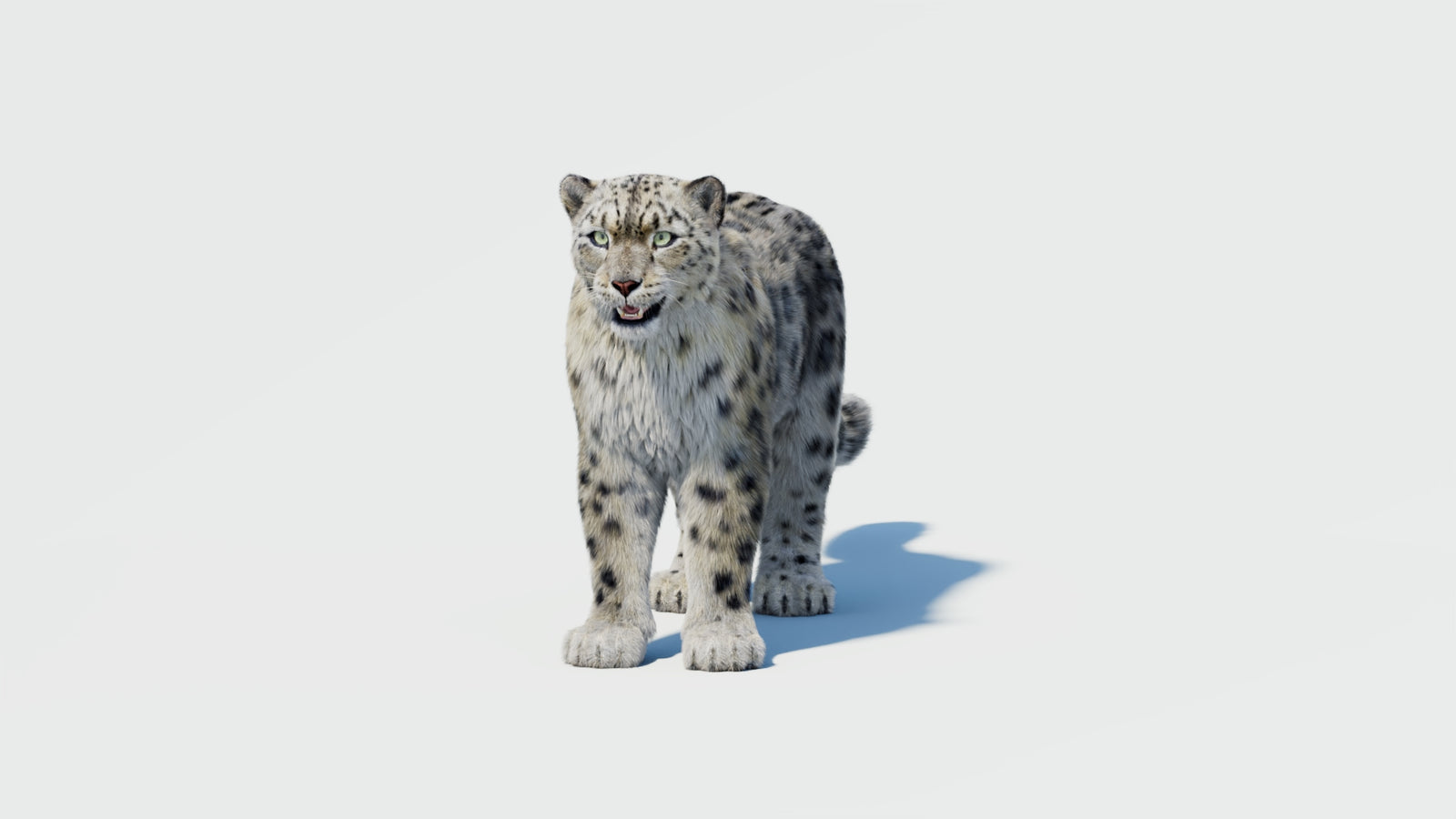 Snow Leopard 3D Model with Fur 360° view 2 frame 32