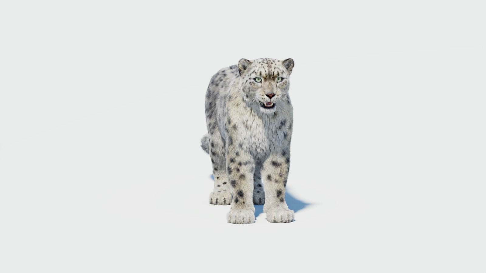 Snow Leopard 3D Model with Fur 360° view 2 frame 34