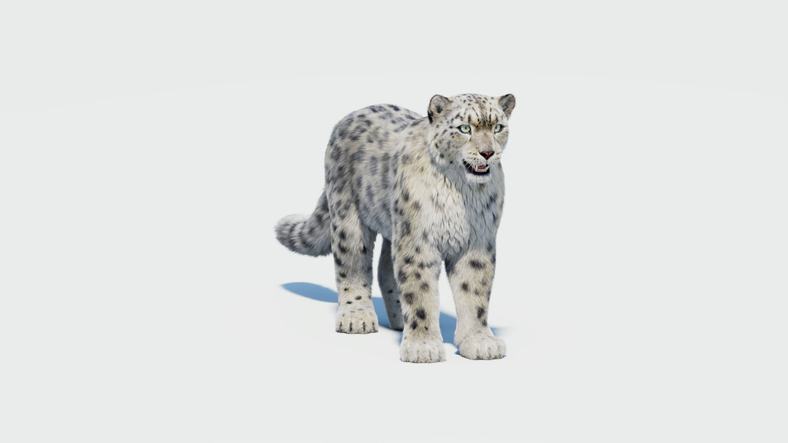 Snow Leopard 3D Model with Fur 360° view 2 frame 35