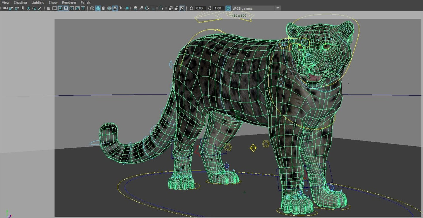 Rigged Snow Leopard 3D Model Maya Rig