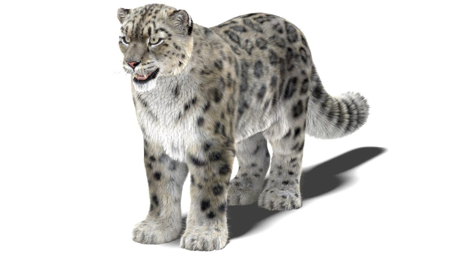 Snow Leopard 3D Model Fur Maya