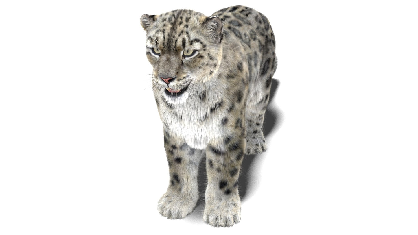 Snow Leopard 3D Model Fur Maya