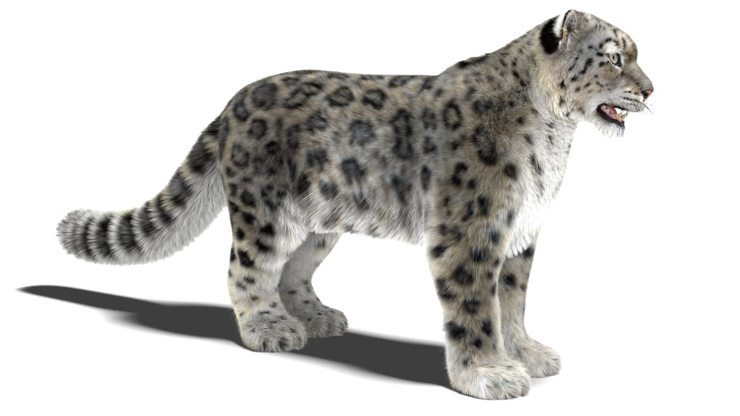 Snow Leopard 3D Model Fur Maya
