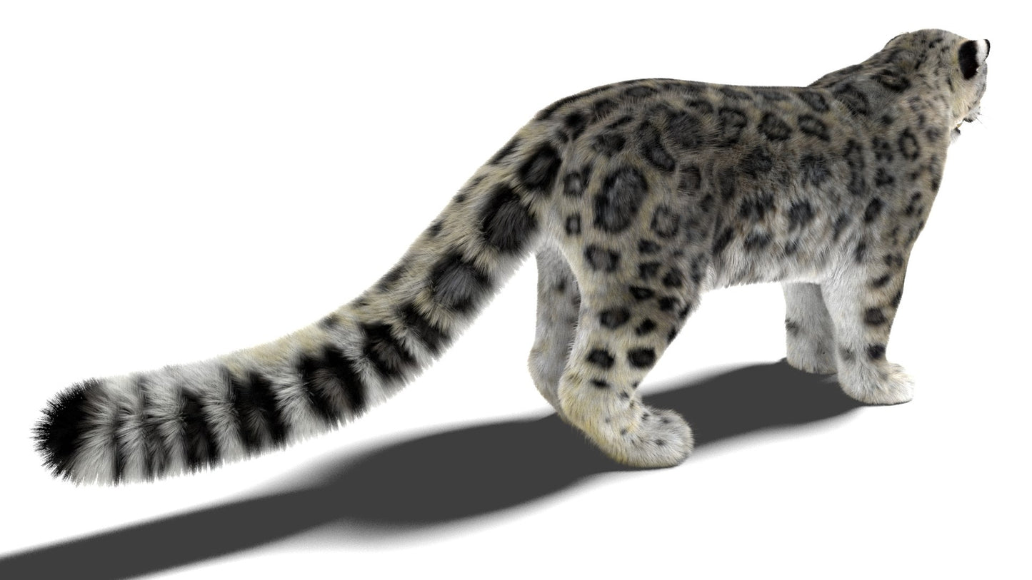 Snow Leopard 3D Model Fur Maya
