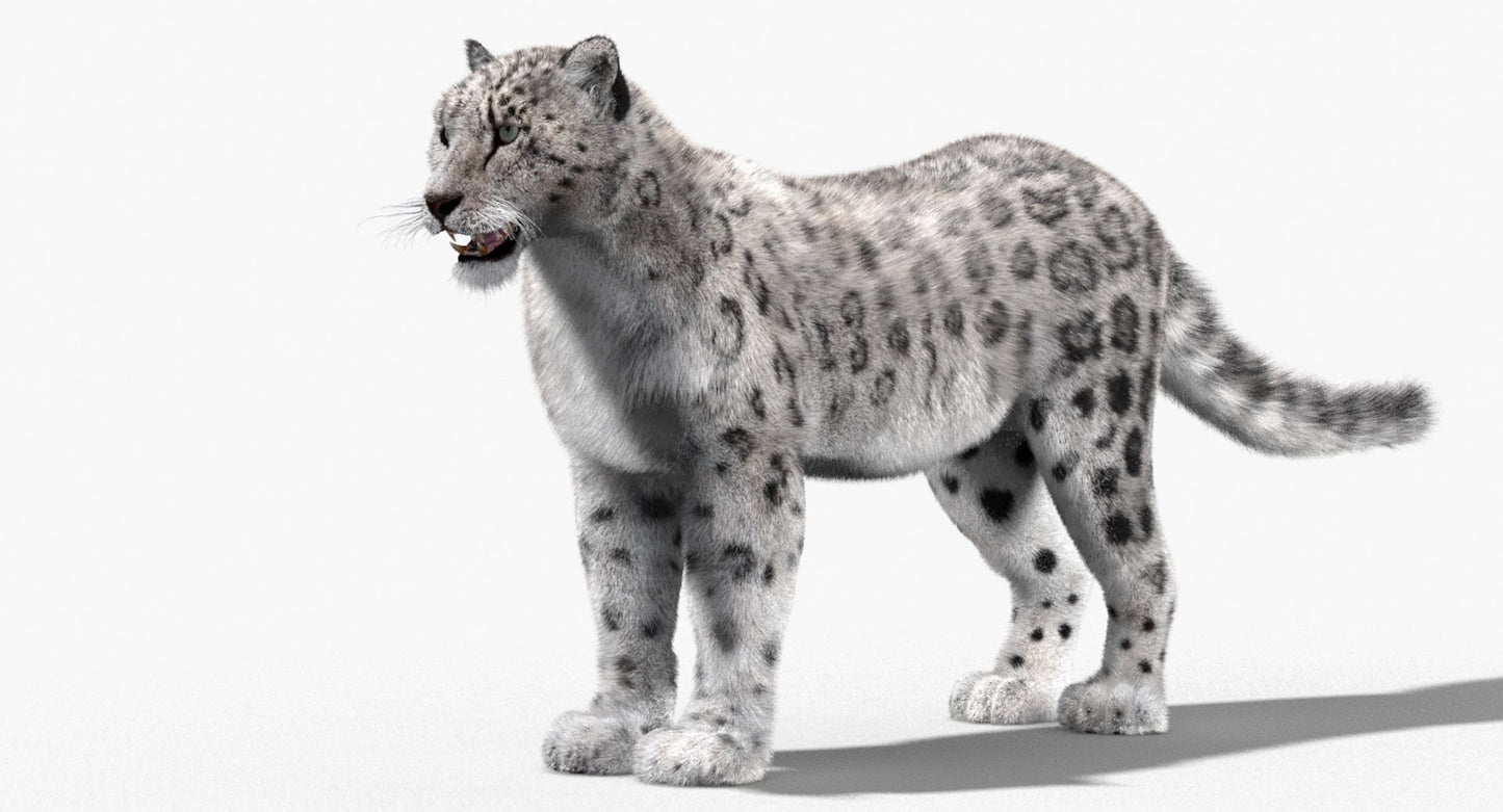 Snow Leopard 3D Model with Fur
